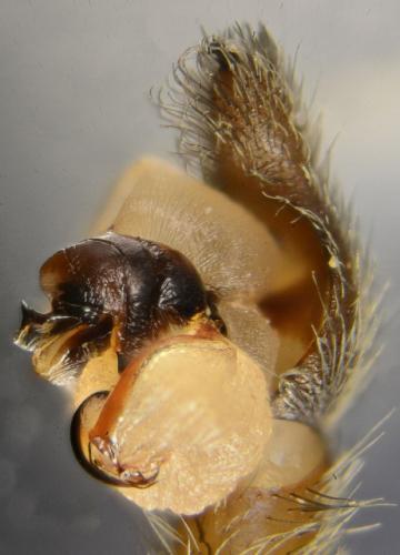 Trochosa ruricola